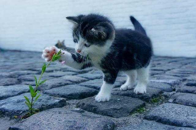Contact